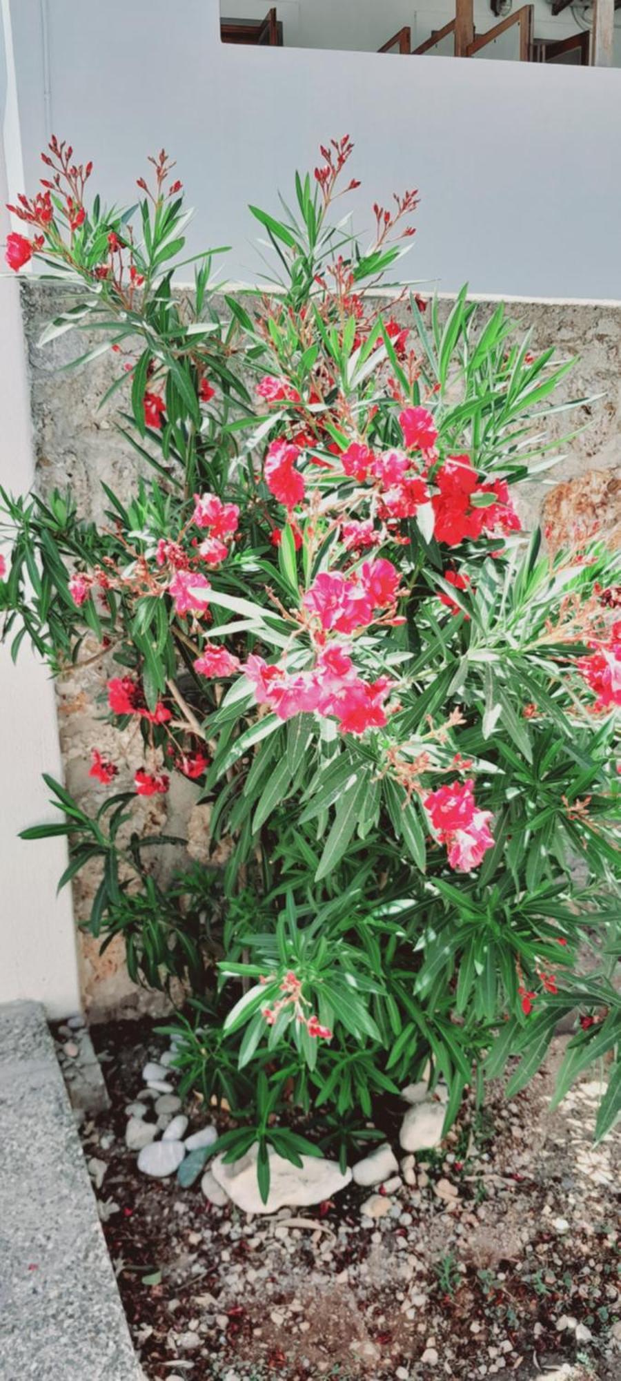 Sunblaze Studios1 Spetses Экстерьер фото